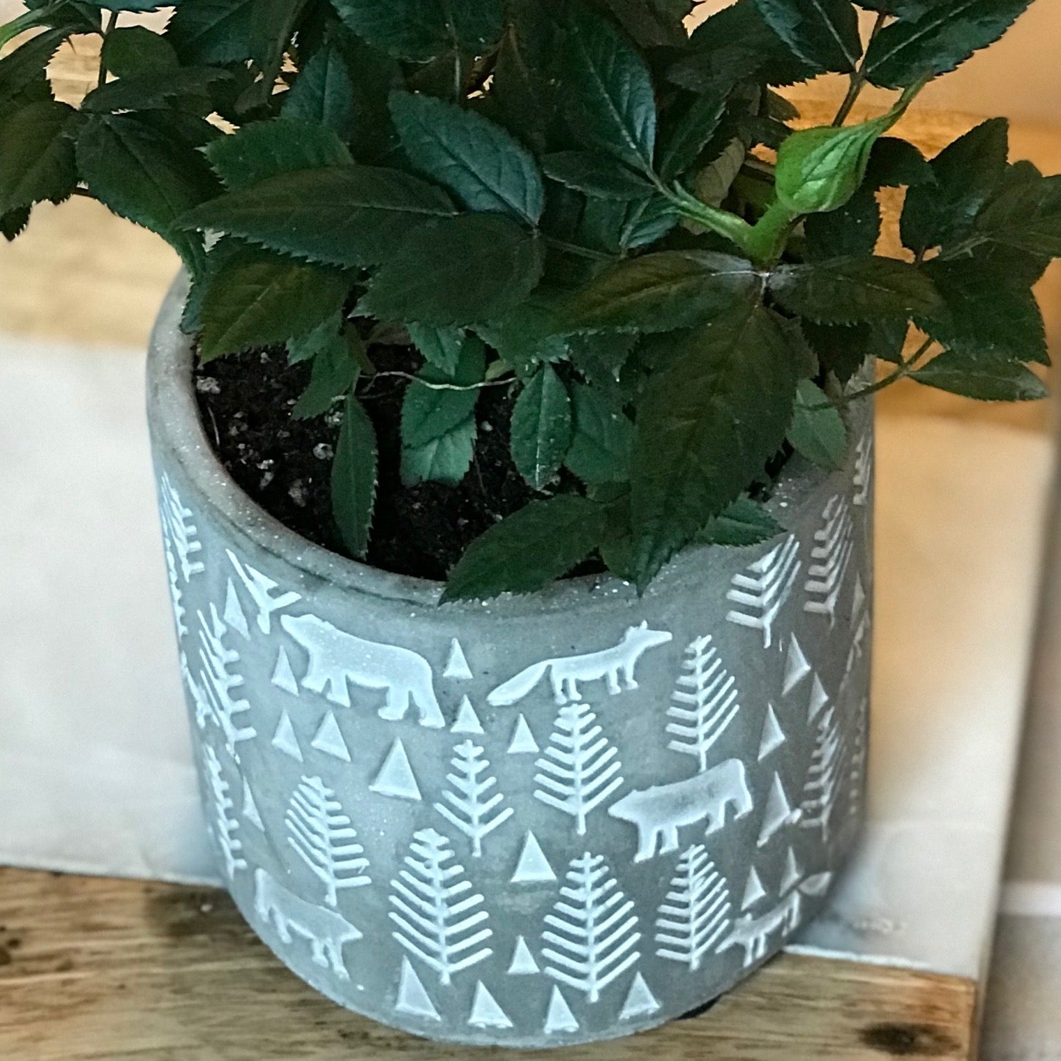 Petit pot plantes/fleurs, motif forêt
