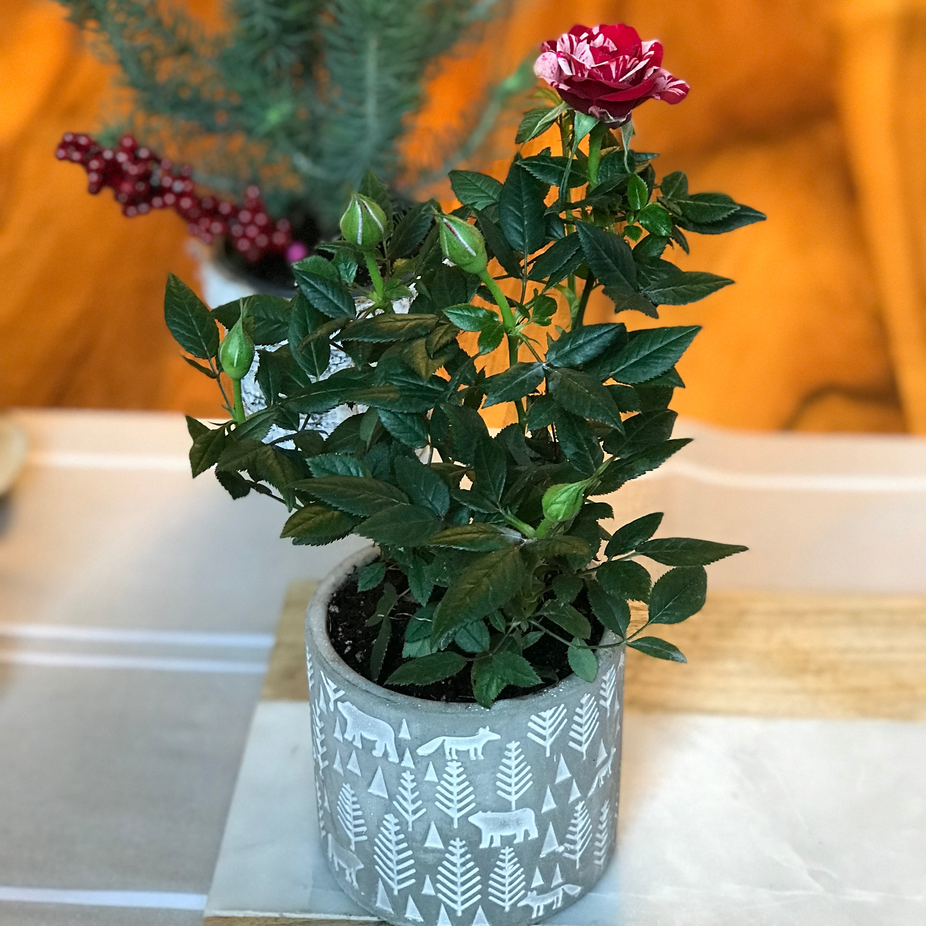 Petit pot plantes/fleurs, motif forêt
